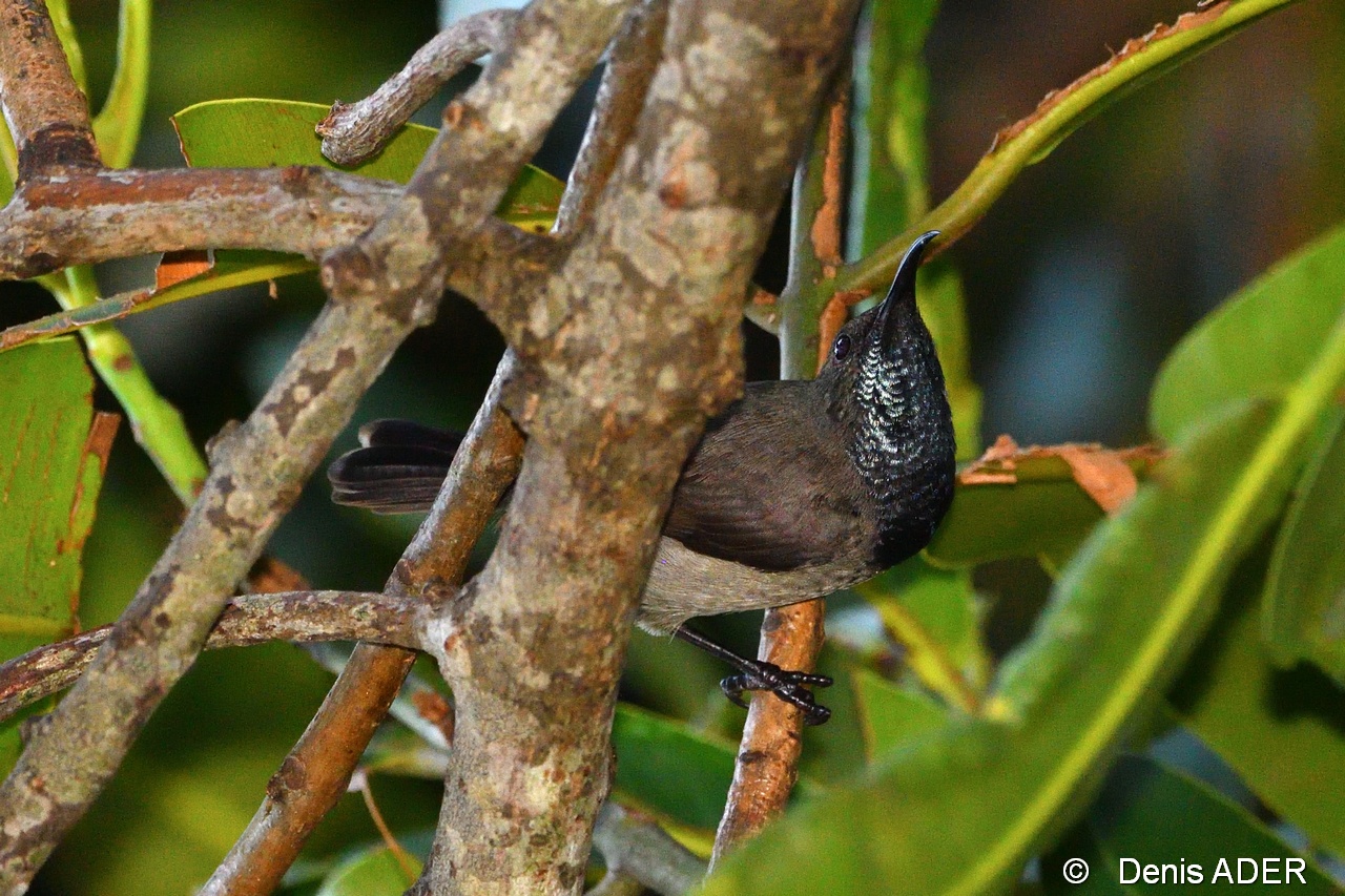 DSC_7843 Nectarinia dussumieri Seychelles sun bird_tn.jpg